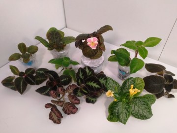 Заказ Лисина 07052021 1